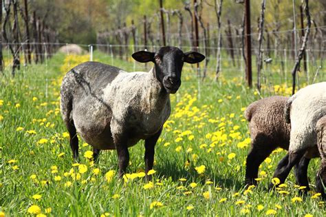 Can You Combine Sheep Farming With Winemaking? These Two Vermont ...