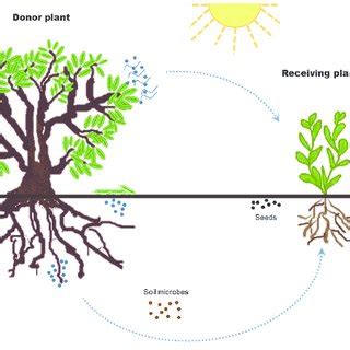 (PDF) Metabolomics: An unexplored tool for allelopathy studies