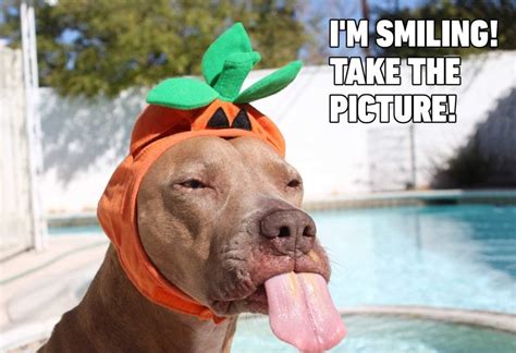 15 Hilarious Dog Memes You'll Laugh at Every Time | Reader's Digest