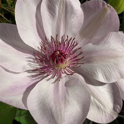 Clematis Dawn | Brushwood Nursery, Clematis Specialists