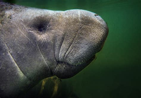 Manatee Face Photograph by Greg and Chrystal Mimbs - Fine Art America