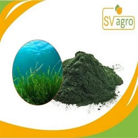 Spirulina Protein Powder, Packaging Type: PP Polybags,Hdpe Drums ...