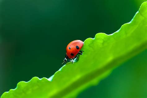 _DSC8044 | Green, Ladybug, Explore