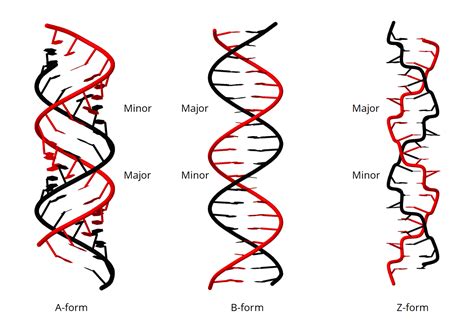 DNA forms and RNA structure | Dmitry M's traning site