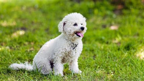 Bichon Frise - All About Dogs