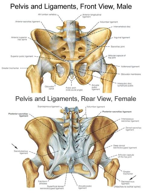 Pelvis bones and the ligaments front on and rear view. | Pelvis anatomy ...