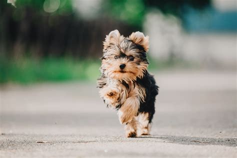 How Big Do Yorkie Poos Get? | Canna-Pet