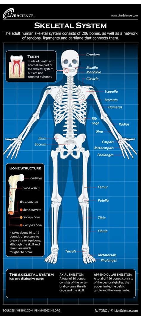 Diagram of the Human Skeletal System (Infographic) | Live Science