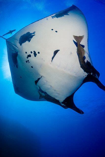 Great manta ray by tomeyer on Flickr. | Sea creatures, Underwater ...