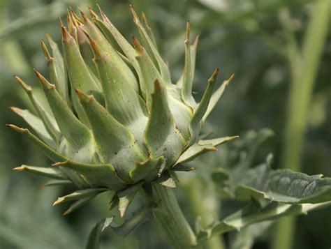 Cynara (Carduoideae- Cynareae) – eFlora of India