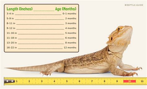 25 How To Clean Bearded Dragon Poop Advanced Guide