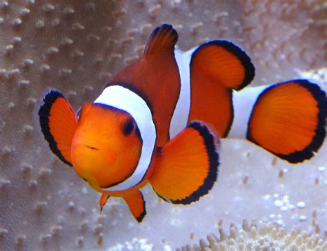 Tropical Reef Fish | SEA LIFE Sydney Aquarium