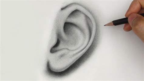 How To Draw Realistic Ears - Considerationhire Doralutz