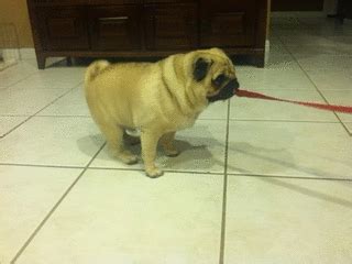 Rider the Pug • pug dance