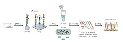 DNA for Data Storage and Retrieval - Federation of American Scientists