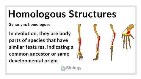 Homologous structures - Definition and Examples | Biology Online Dictionary