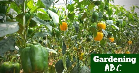 How To Grow Bell Peppers - Gardening ABC