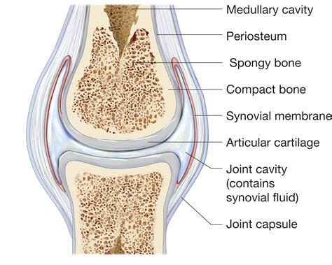 synovial joint structure Car Tuning