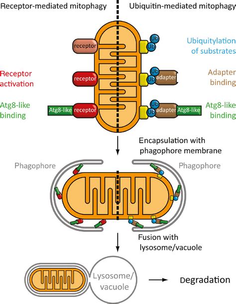 How to get rid of mitochondria: crosstalk and regulation of multiple ...