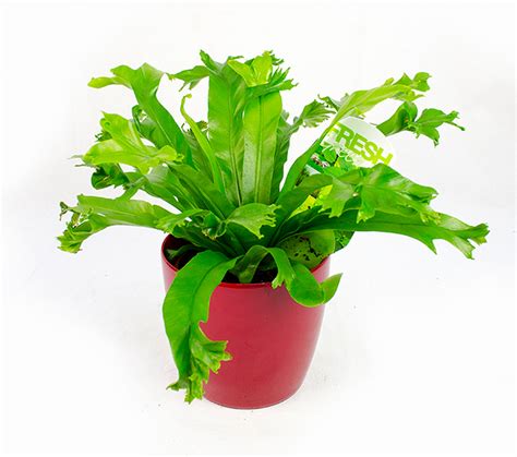 Feriga Asplenium - plante ornamentale de apartament