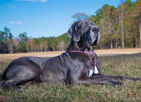 Great Dane Dog Breed Health and Care | PetMD