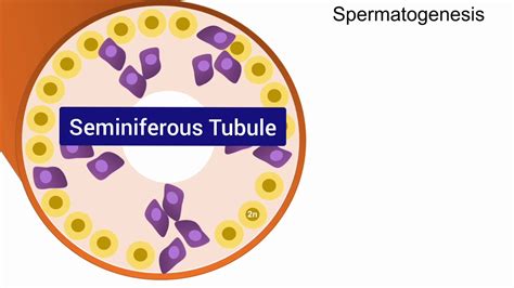 Spermatogenesis Animation - YouTube