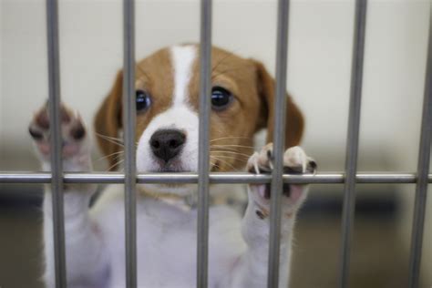 Michigan Animal Shelter Gas Chamber Ban Bill Passes State Senate | HuffPost