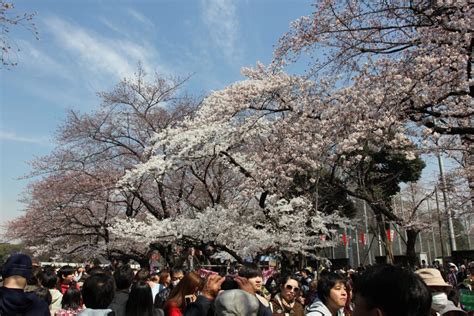 ueno park cherry blossoms 2 - Hungry for Points