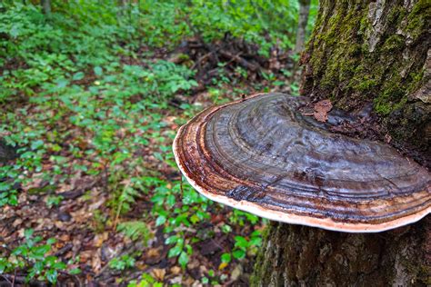 Fungus Among Us - Muskoka Lakes Farm & Winery