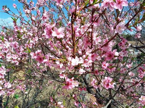 What Makes Fruit Trees Flower? – Pajarito Environmental Education Center