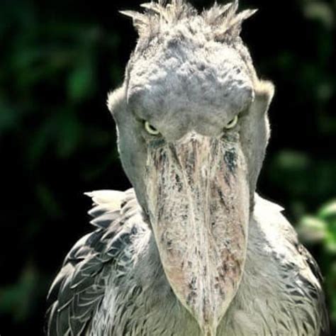 ‘I’m scared’: Photos of critically endangered shoebill stork terrifies ...