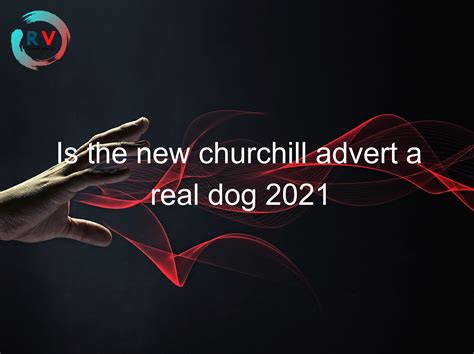 🔴 Is The New Churchill Advert A Real Dog 2021 - 2024 Updated RECHARGUE ...