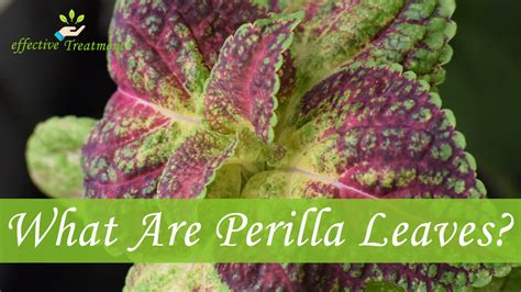 The 12 Crucial Perilla Leaves Health Benefits For Your Body