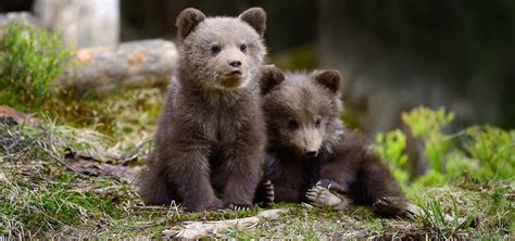 Brown Bear Cub Playdates - Wildlife SOS