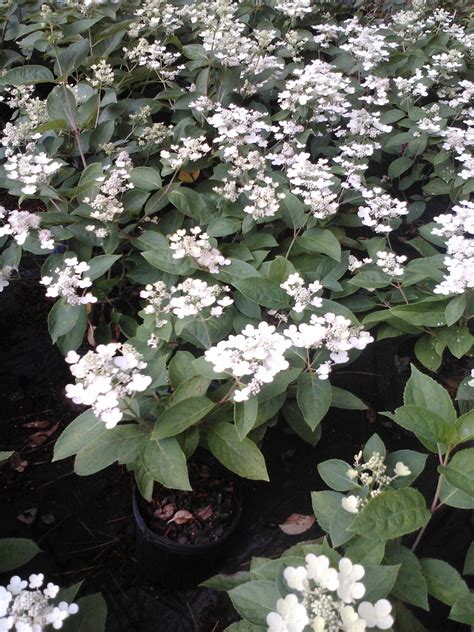 MARIESII VIBURNUM SHRUB shipped in gallon pot white flowers in APRIL ...