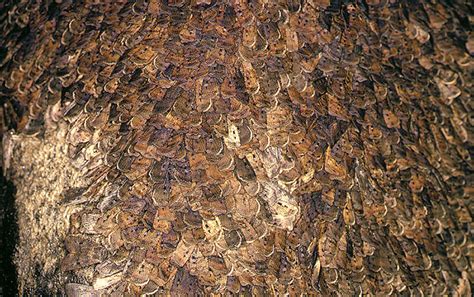 The great bogong moth migration - Australian Geographic