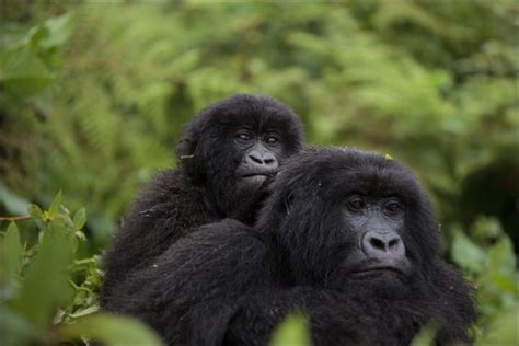 For Africa’s great apes, a post-pandemic future looks beyond tourism ...