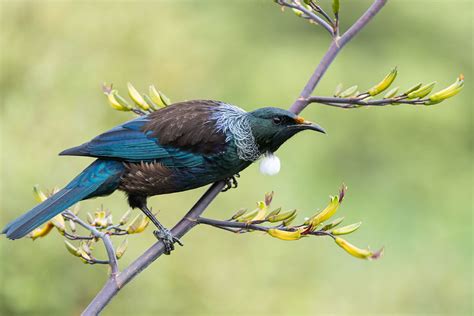 The Tui of New Zealand | BirdNote