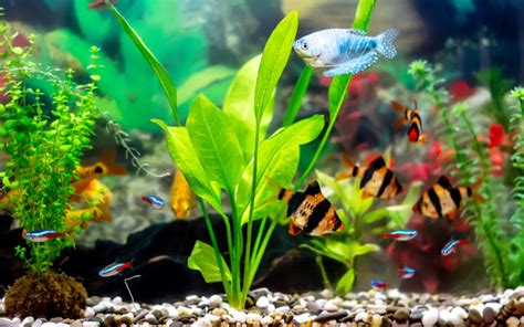 Amazon Sword Plant - Care, Growth, Propagation & More - AquariumNexus