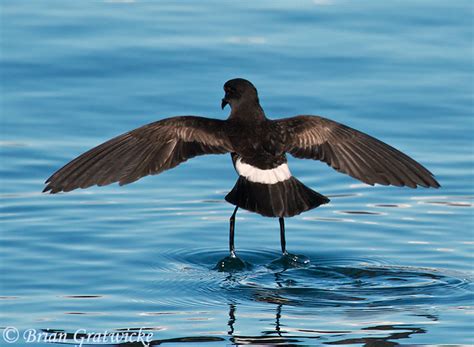 Wilson's Storm-Petrel - Species Information and Photos