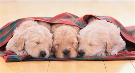 Cutest Sleeping Puppy Photos