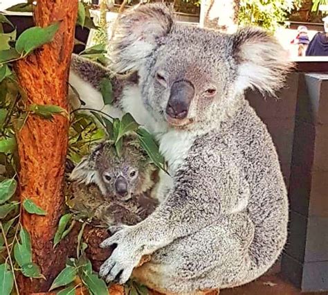 The Size of the Baby Koala Joey at the time of its Birth