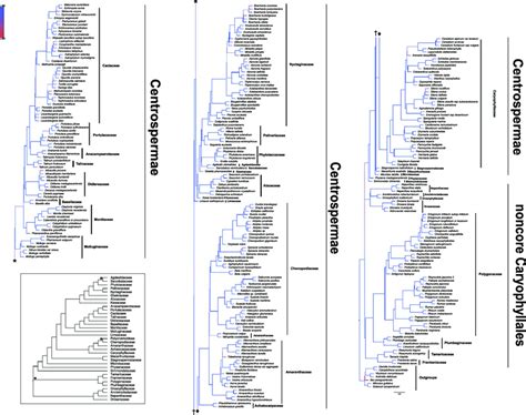 Caryophyllales phylogeny inferred from 305 transcriptomes. The maximum ...