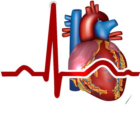 Myocardial Infarction Heart Cardiovascular - Heart Circulatory System ...