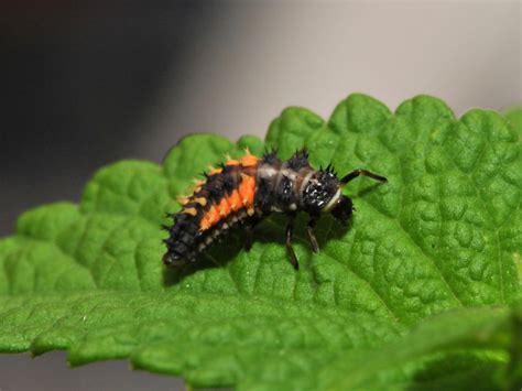 Ladybug Larvae – Petals and Wings