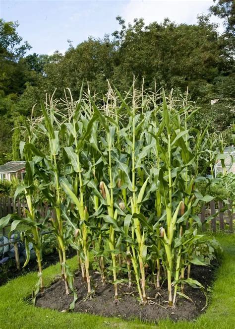 Sweetcorn Plant Care & Growing Basics: Water, Light, Soil, Propagation ...