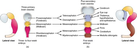 Three stages of brain development