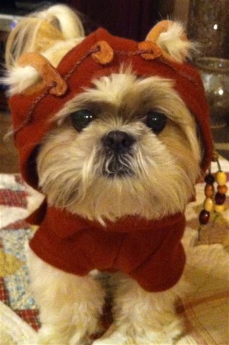 60+ Cute Shih Tzu Dogs in Halloween Costumes – Page 9 – The Paws