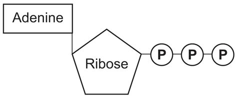 Atp Structure Labeled