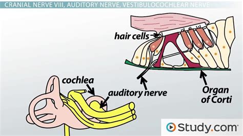 The Ear: Hair Cells, Organ of Corti & the Auditory Nerve - Video ...